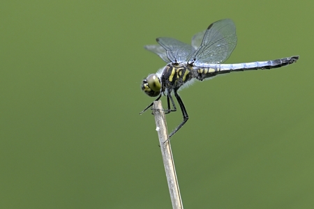 コフキトンボ ♂ 未成熟個体