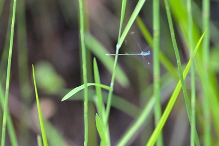 道東カラカネイトトンボ ♂ 飛翔