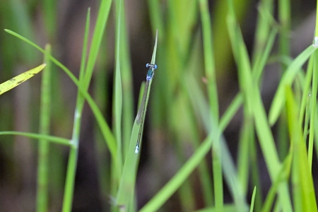 道東カラカネイトトンボ ♂