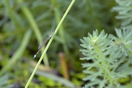 アオモンイトトンボ ♂ 2