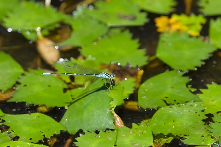 オオイトトンボ ♂