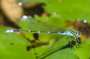 オオイトトンボ