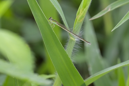 アジアイトトンボ ♀ 