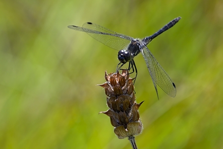 ムツアカネ ♂ 枯草の上