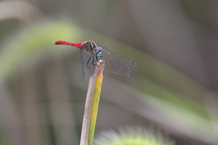 マイコアカネ ♂ その1