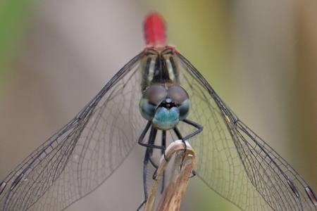 マイコアカネ ♂ 正面