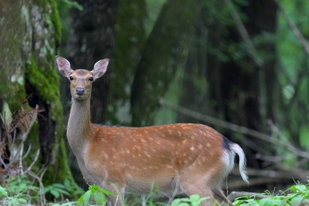 シカ科